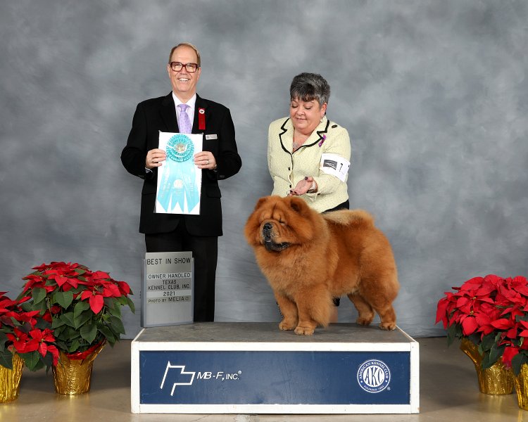 Non Sporting Group: GCH Desertmoon's Runs With Scissors - Chow Chows